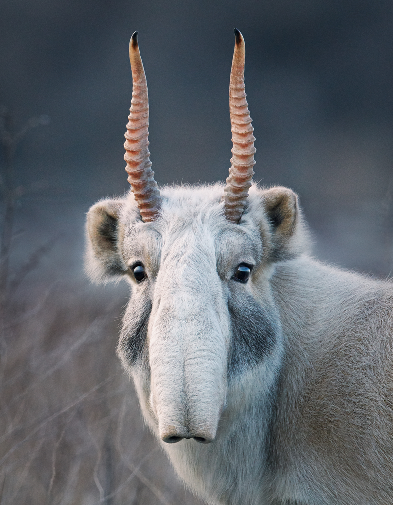 Image: Tim Flach